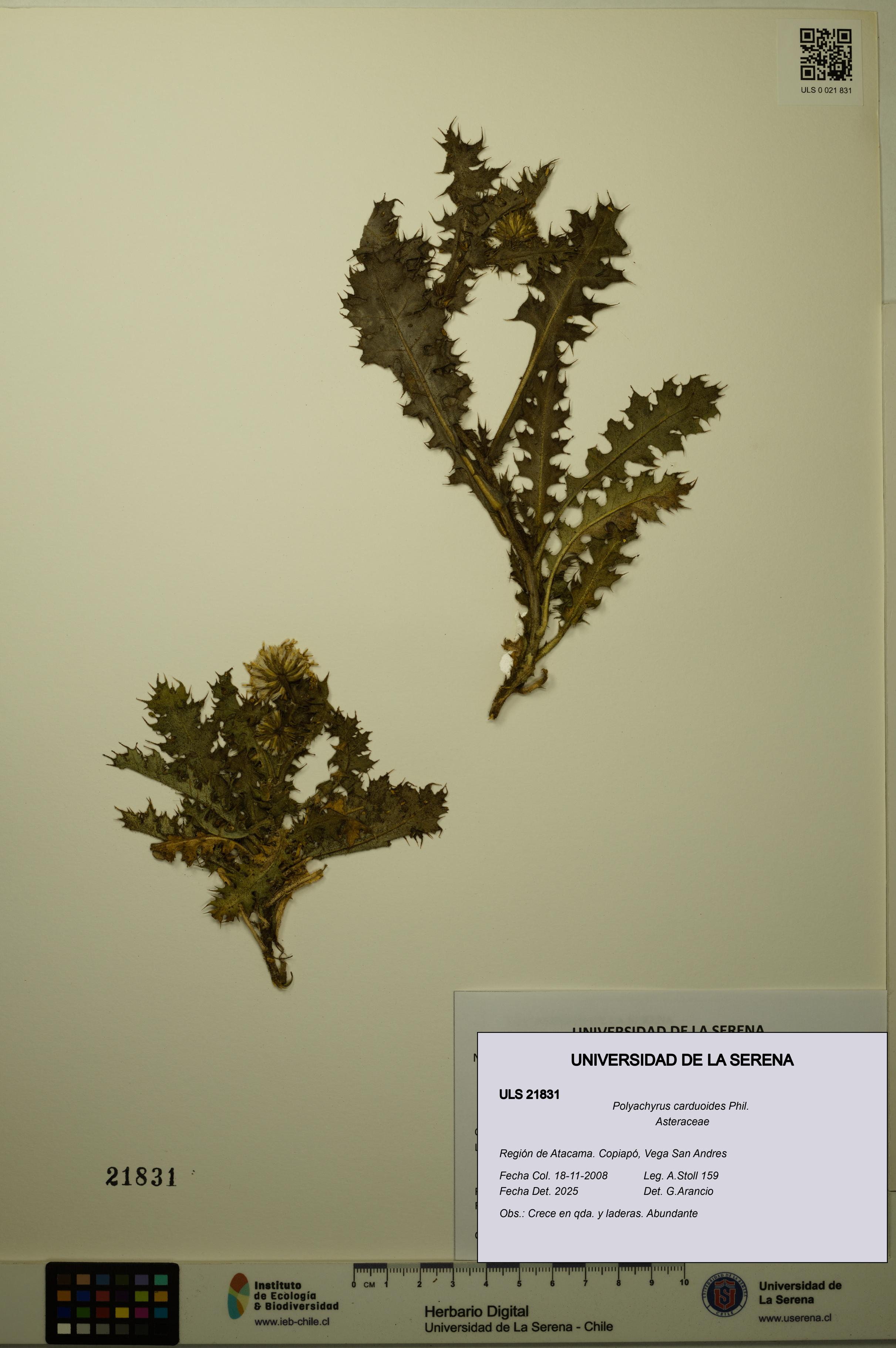 Polyachyrus carduoides [Espécimen: ULS:ULS:0021831]
