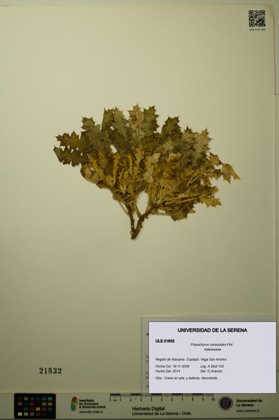 Polyachyrus carduoides [Espécimen: ULS:ULS:0021832]