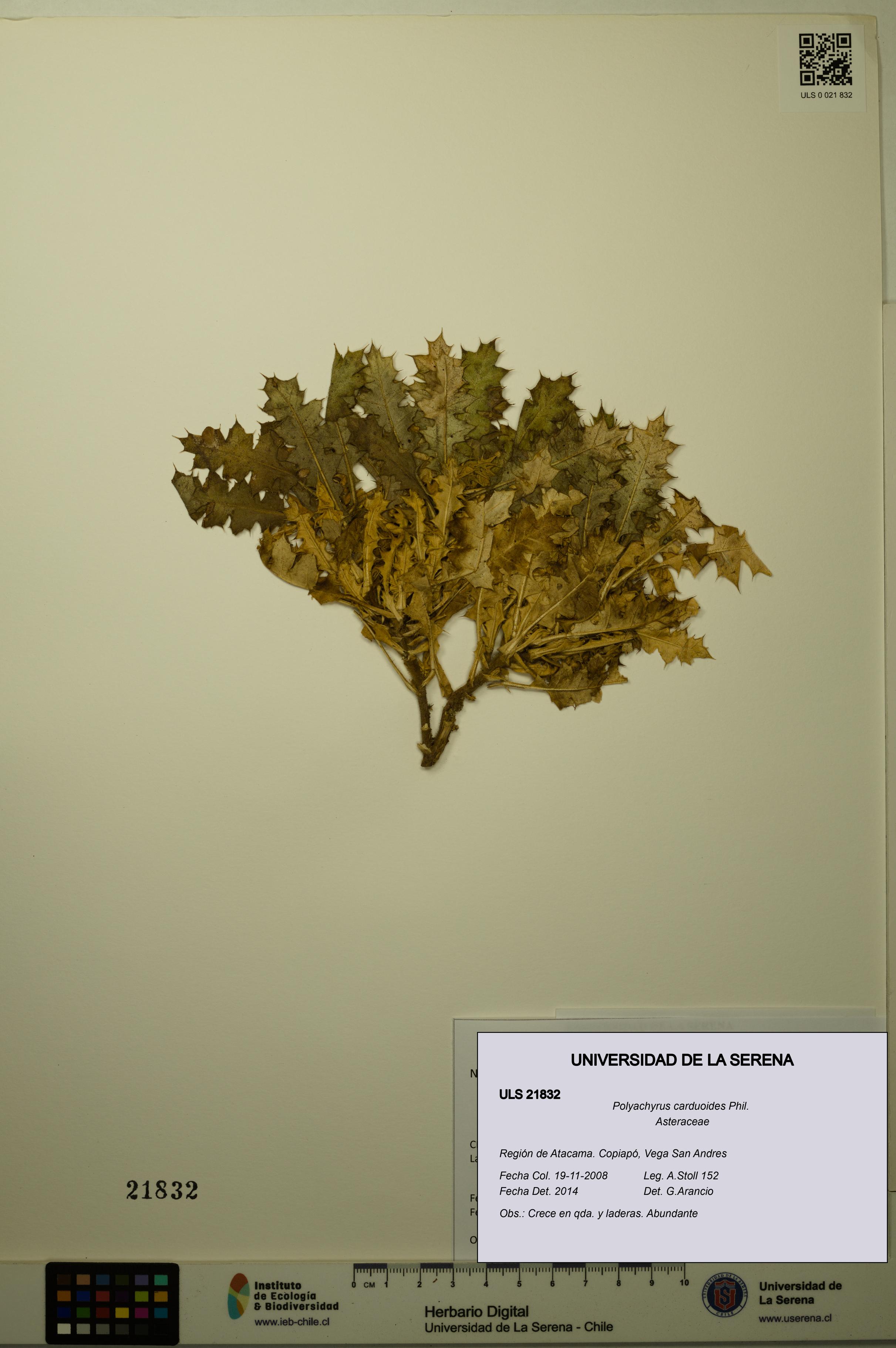 Polyachyrus carduoides [Espécimen: ULS:ULS:0021832]