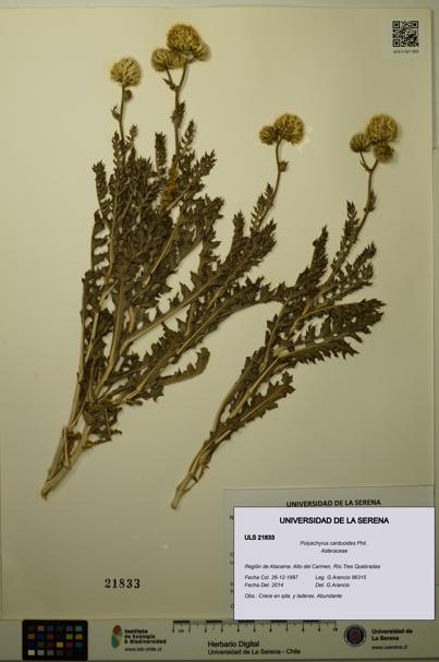 Polyachyrus carduoides [Espécimen: ULS:ULS:0021833]