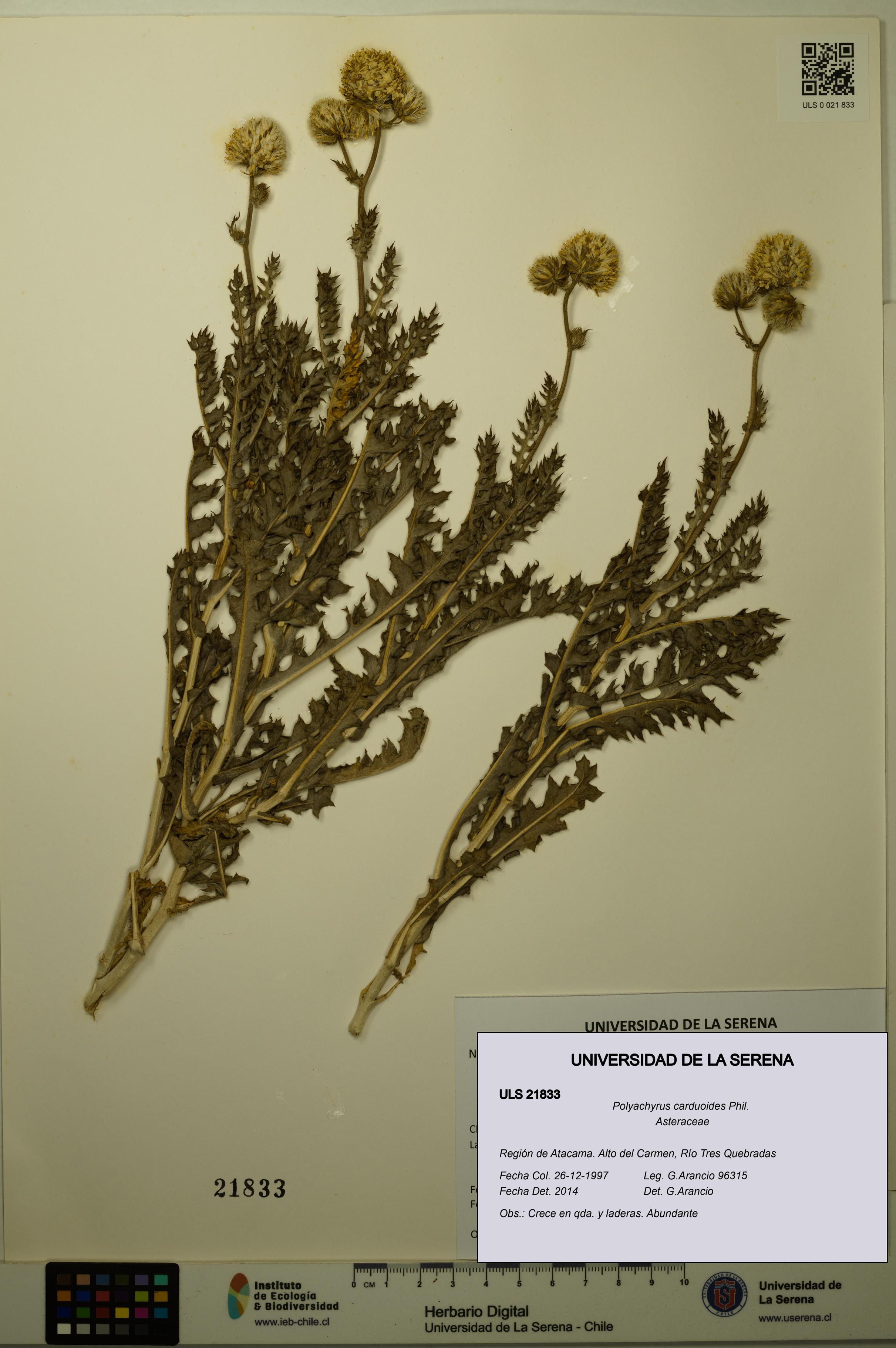 Polyachyrus carduoides [Espécimen: ULS:ULS:0021833]