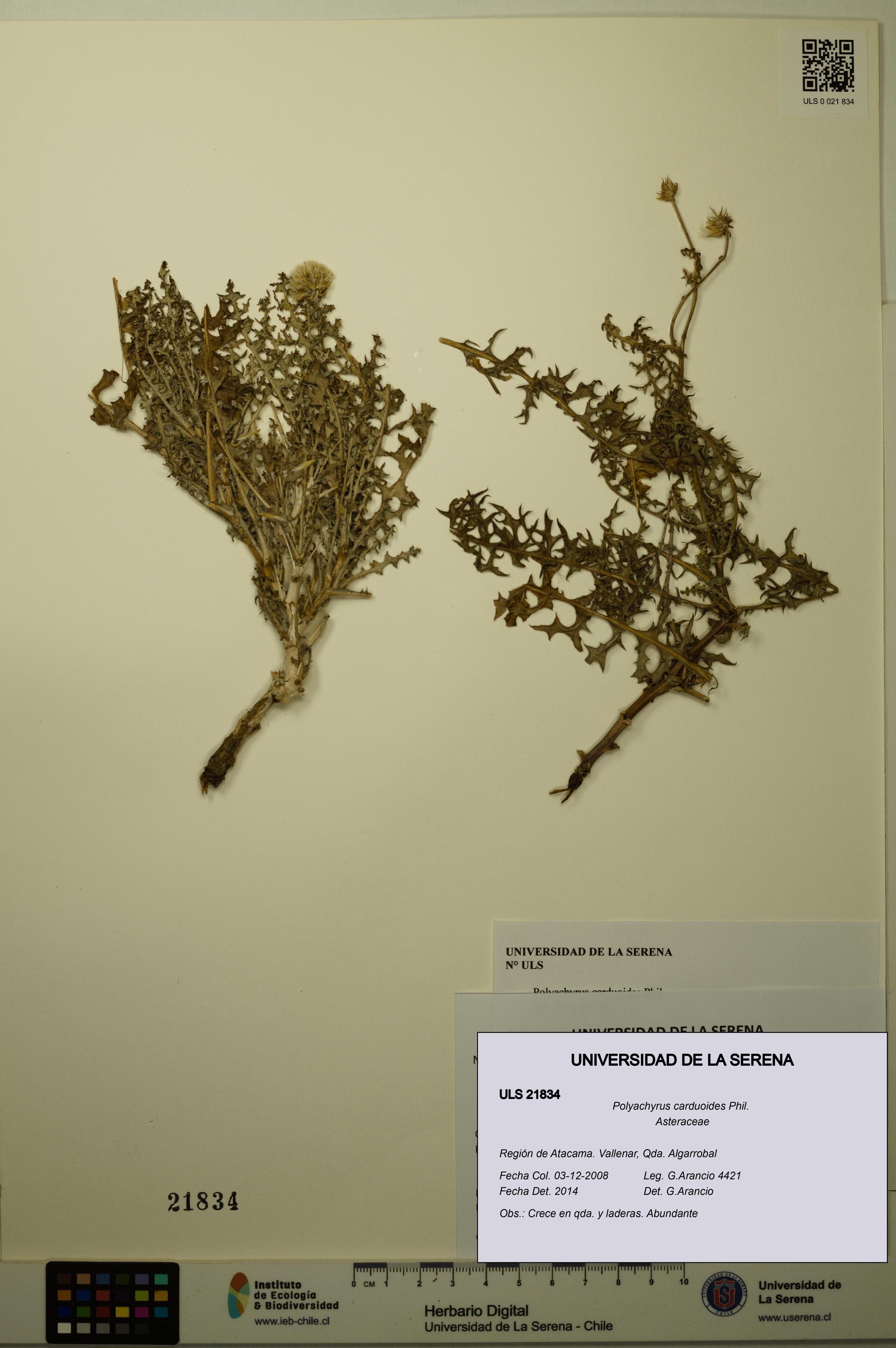 Polyachyrus carduoides [Espécimen: ULS:ULS:0021834]