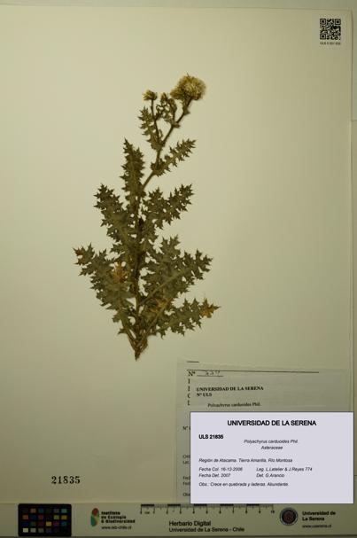 Polyachyrus carduoides [Espécimen: ULS:ULS:0021835]