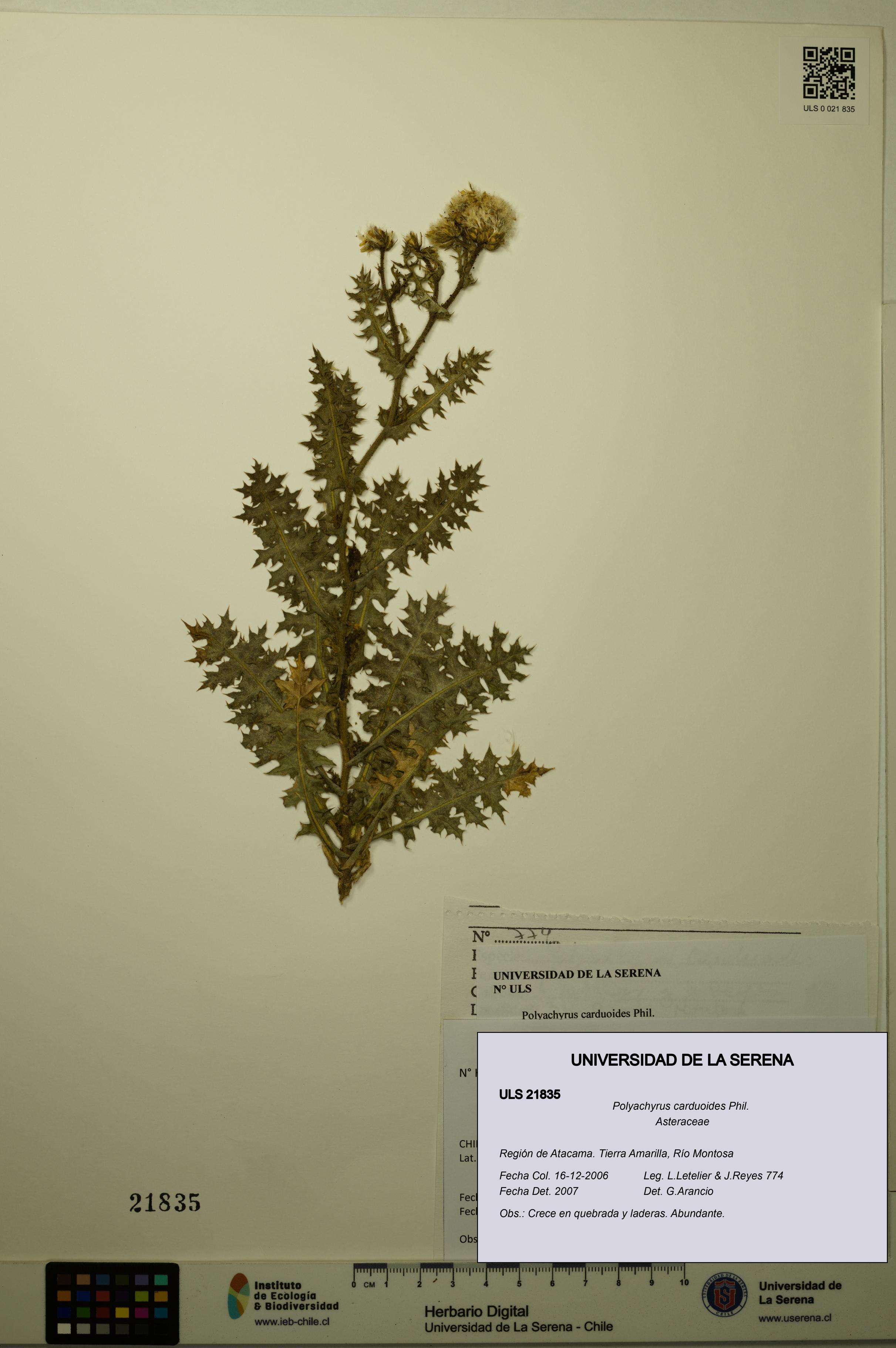 Polyachyrus carduoides [Espécimen: ULS:ULS:0021835]