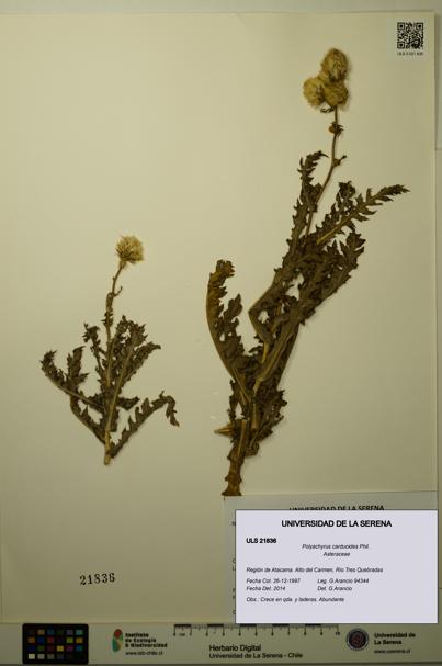Polyachyrus carduoides [Espécimen: ULS:ULS:0021836]