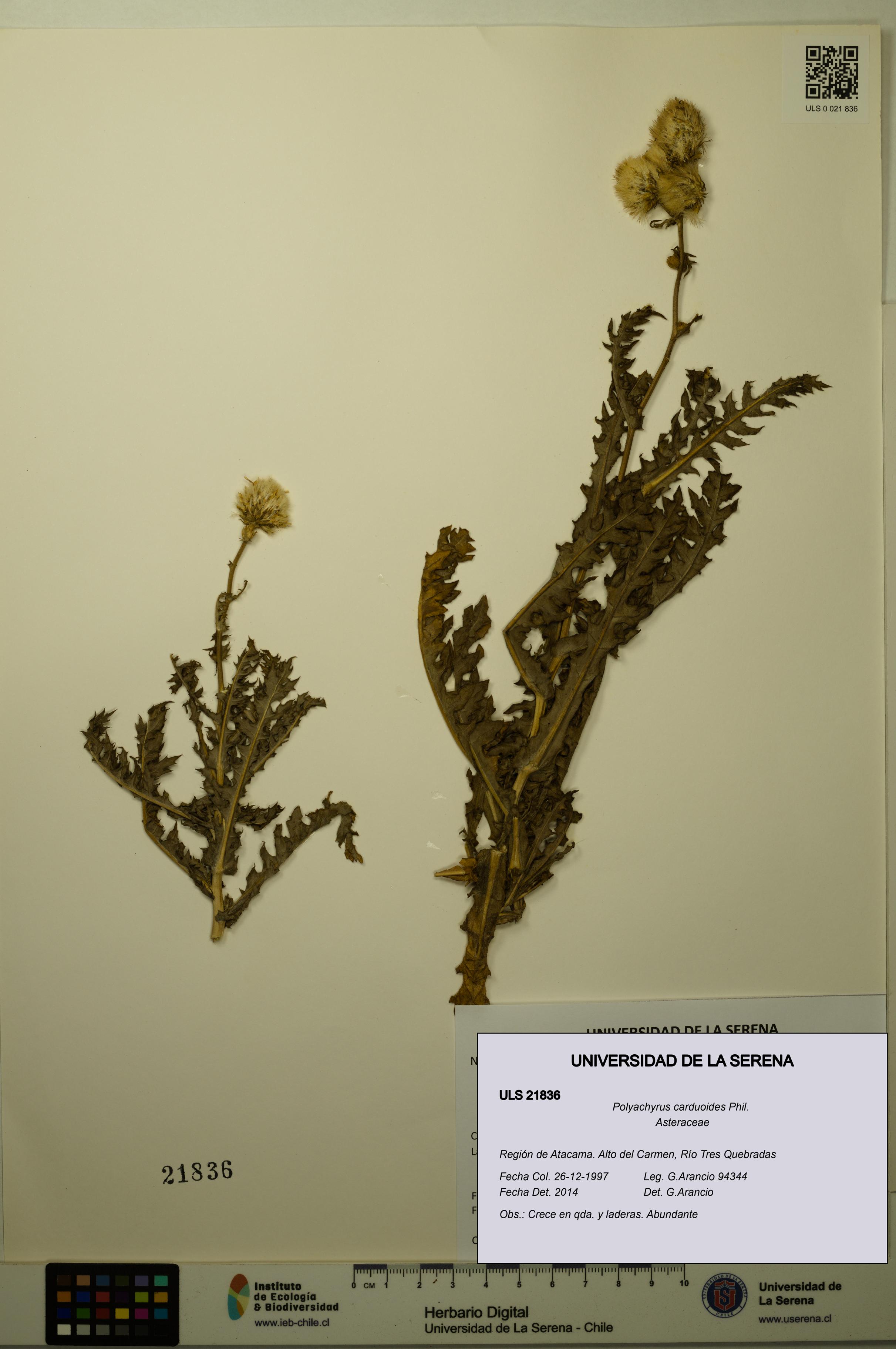 Polyachyrus carduoides [Espécimen: ULS:ULS:0021836]