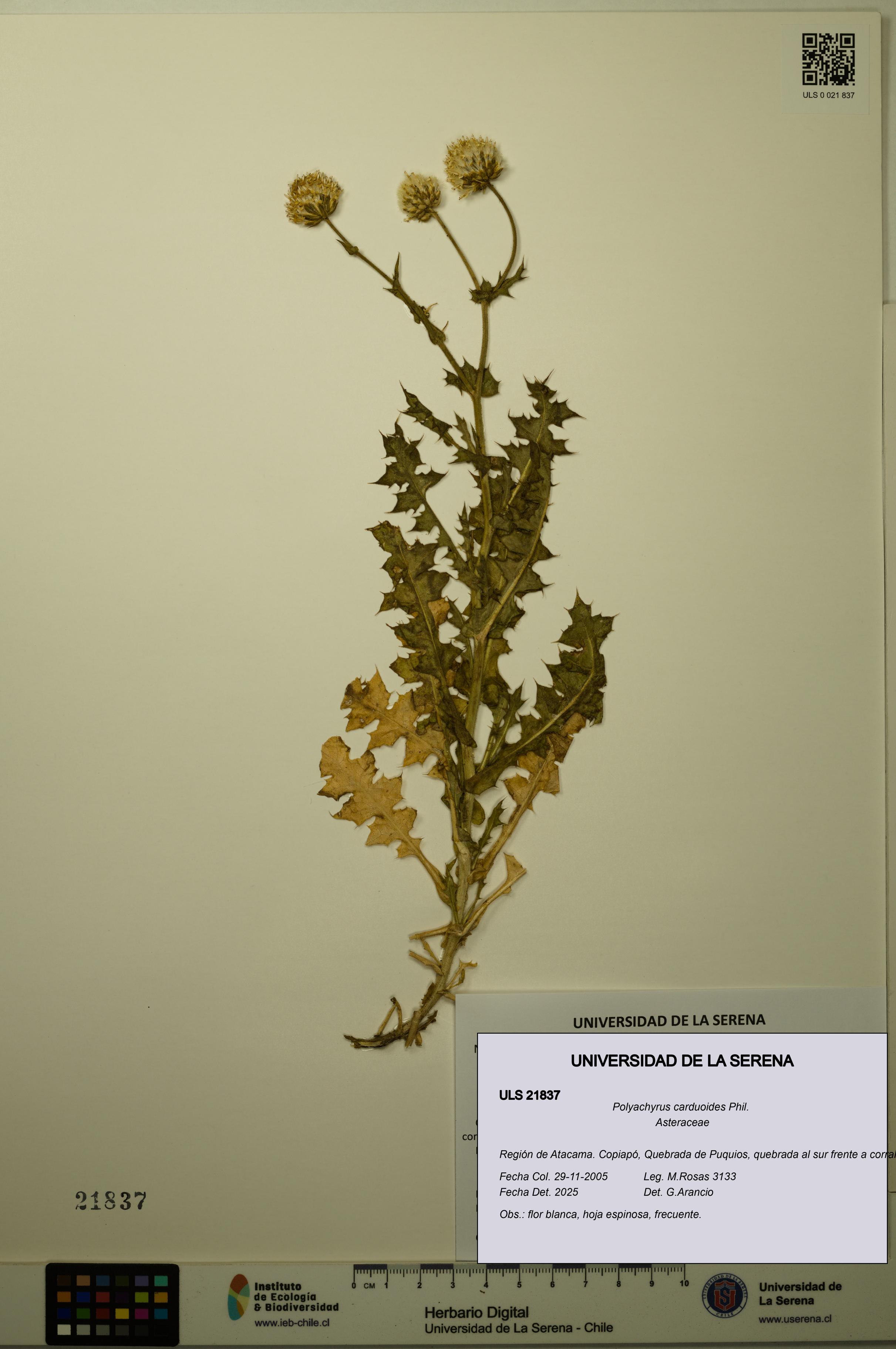 Polyachyrus carduoides [Espécimen: ULS:ULS:0021837]