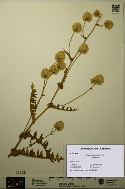 Polyachyrus carduoides [Espécimen: ULS:ULS:0021838]