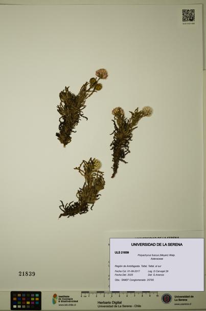 Polyachyrus fuscus [Espécimen: ULS:ULS:0021839]