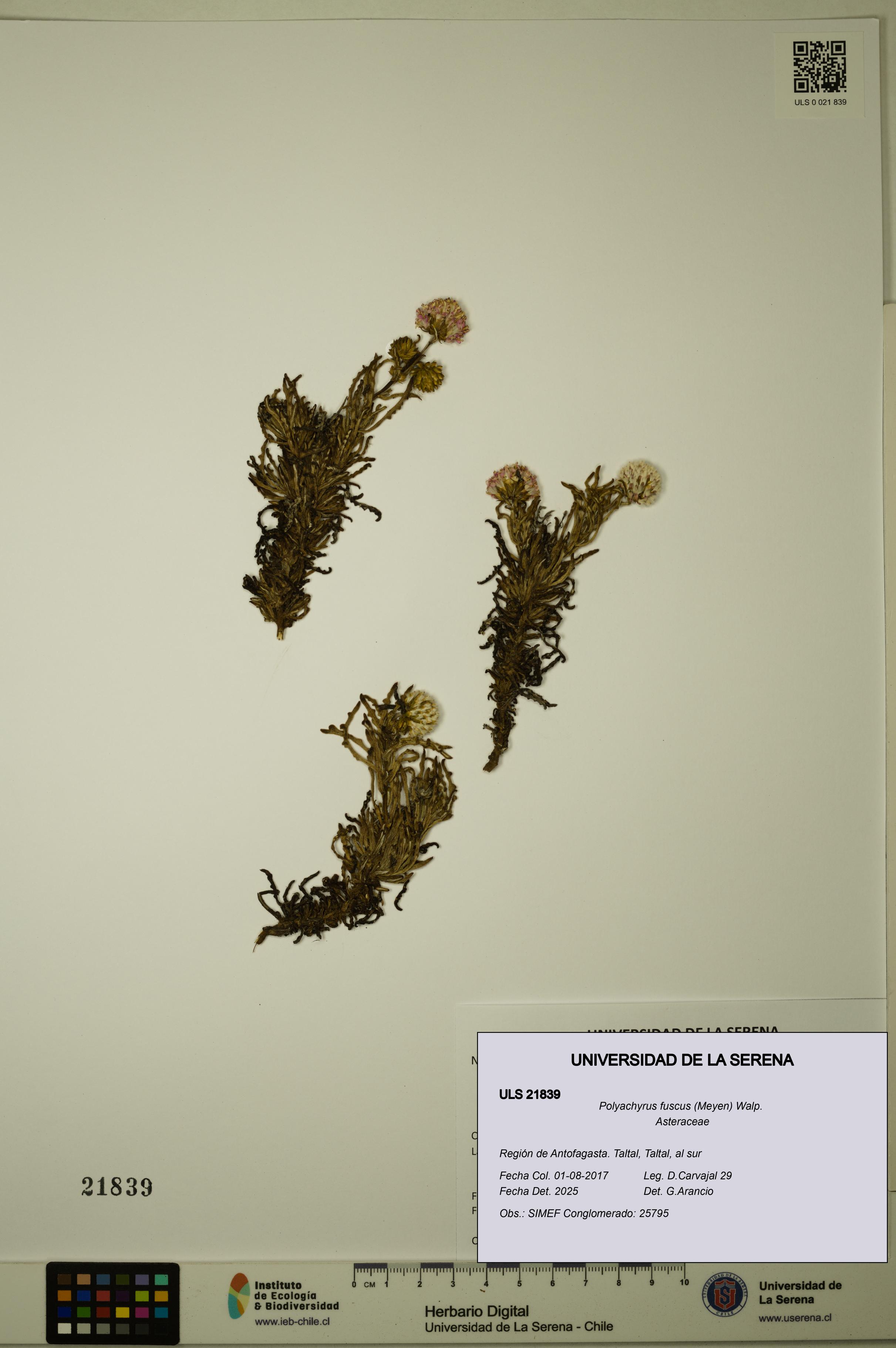 Polyachyrus fuscus [Espécimen: ULS:ULS:0021839]