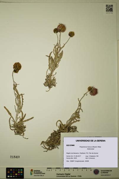 Polyachyrus fuscus [Espécimen: ULS:ULS:0021840]