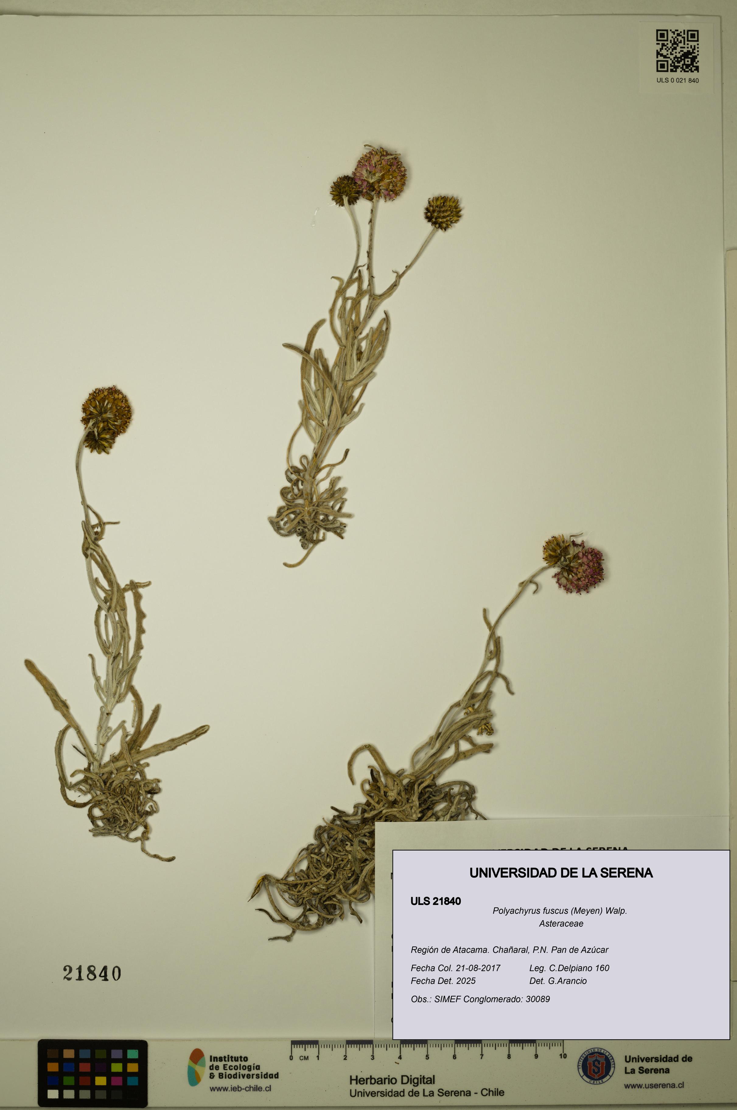 Polyachyrus fuscus [Espécimen: ULS:ULS:0021840]