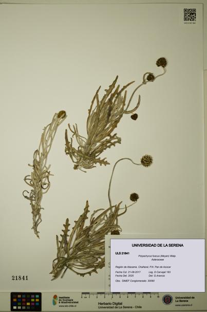 Polyachyrus fuscus [Espécimen: ULS:ULS:0021841]