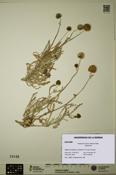 Polyachyrus fuscus [Espécimen: ULS:ULS:0021842]