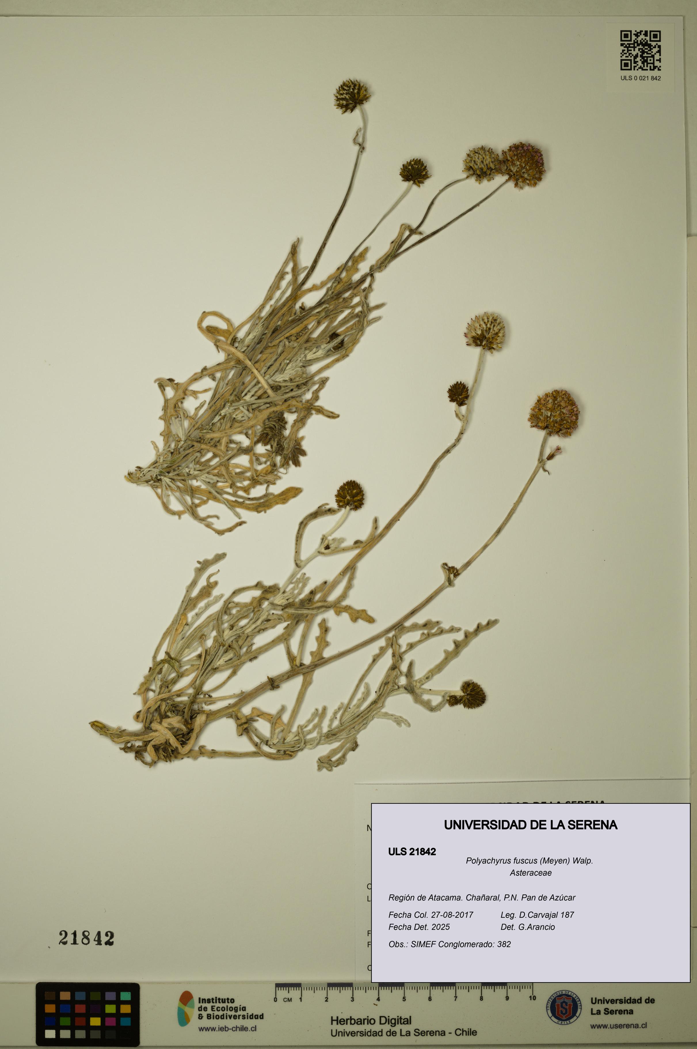 Polyachyrus fuscus [Espécimen: ULS:ULS:0021842]