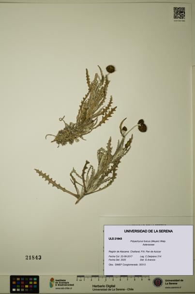 Polyachyrus fuscus [Espécimen: ULS:ULS:0021843]