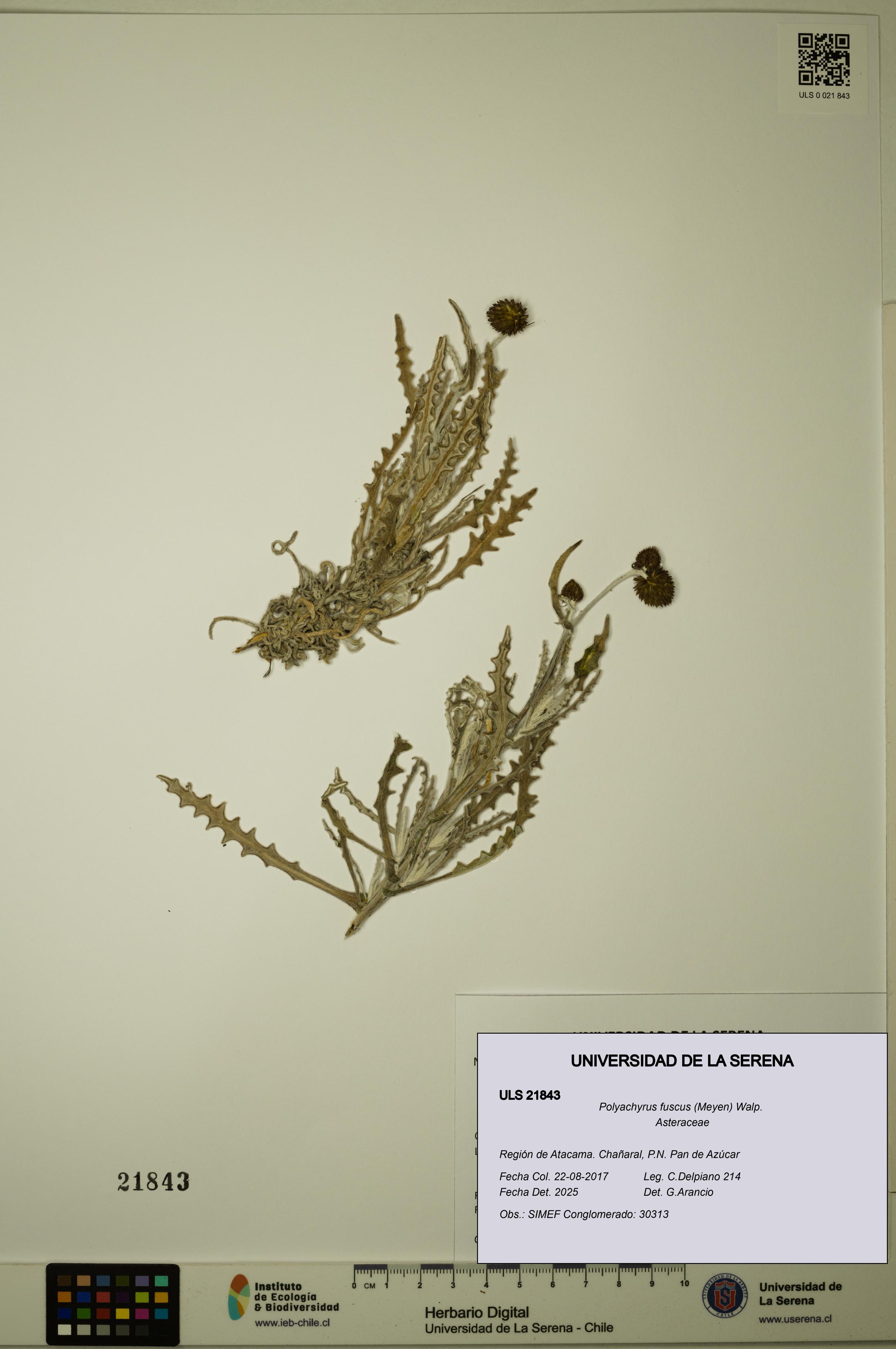 Polyachyrus fuscus [Espécimen: ULS:ULS:0021843]