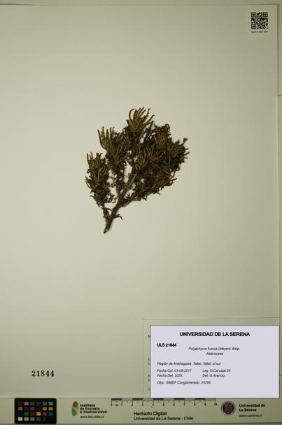 Polyachyrus fuscus [Espécimen: ULS:ULS:0021844]