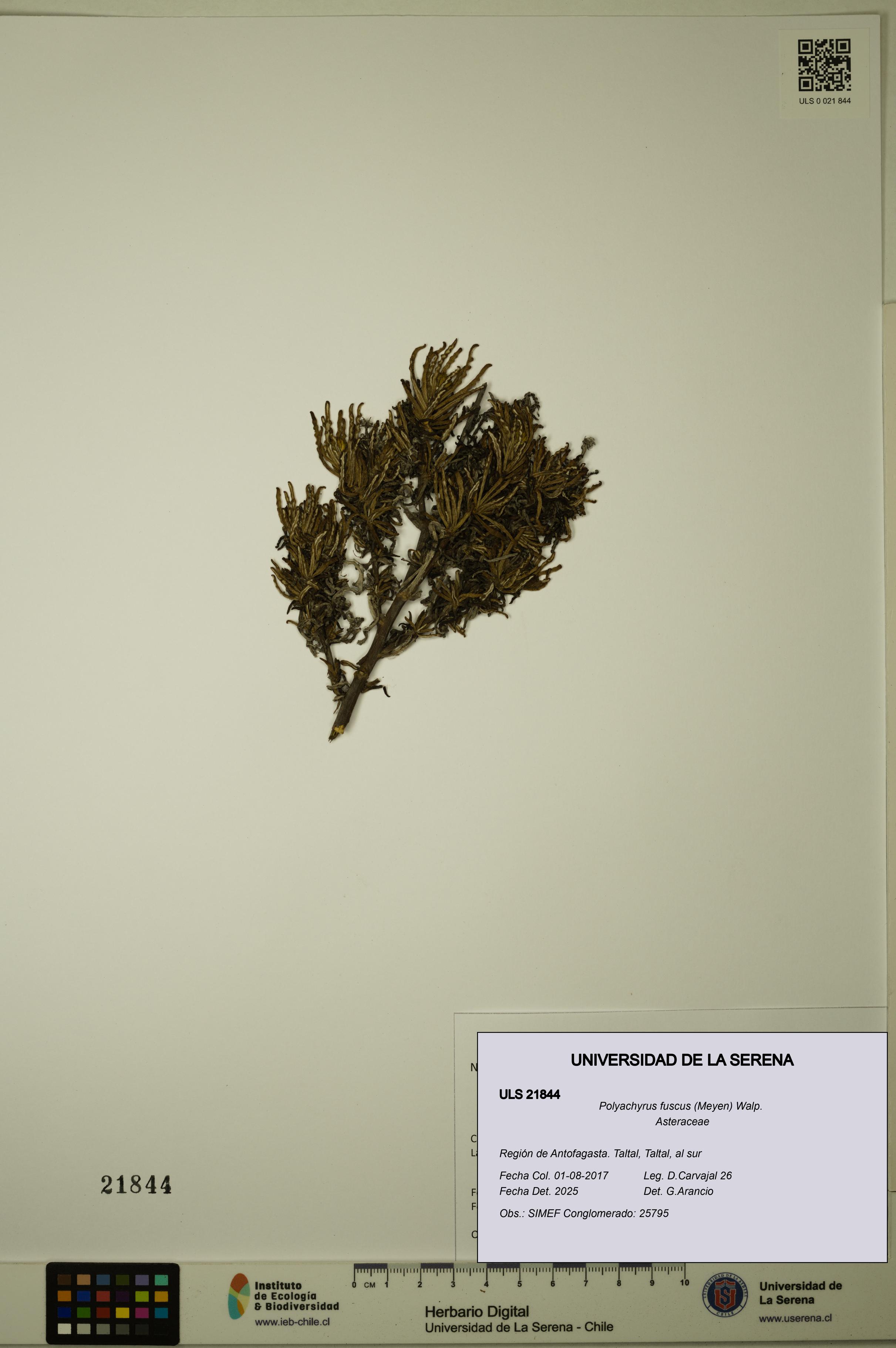 Polyachyrus fuscus [Espécimen: ULS:ULS:0021844]