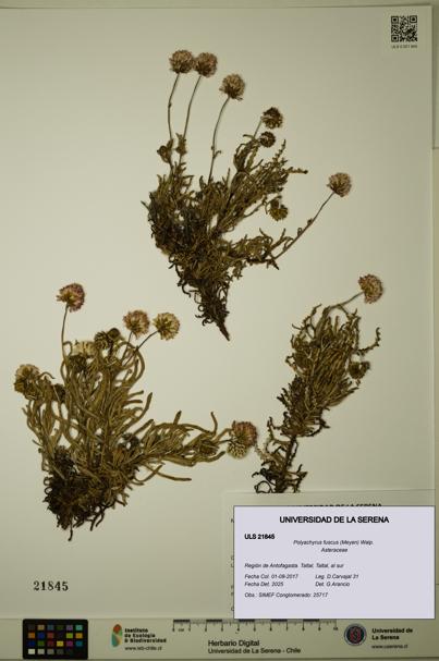 Polyachyrus fuscus [Espécimen: ULS:ULS:0021845]