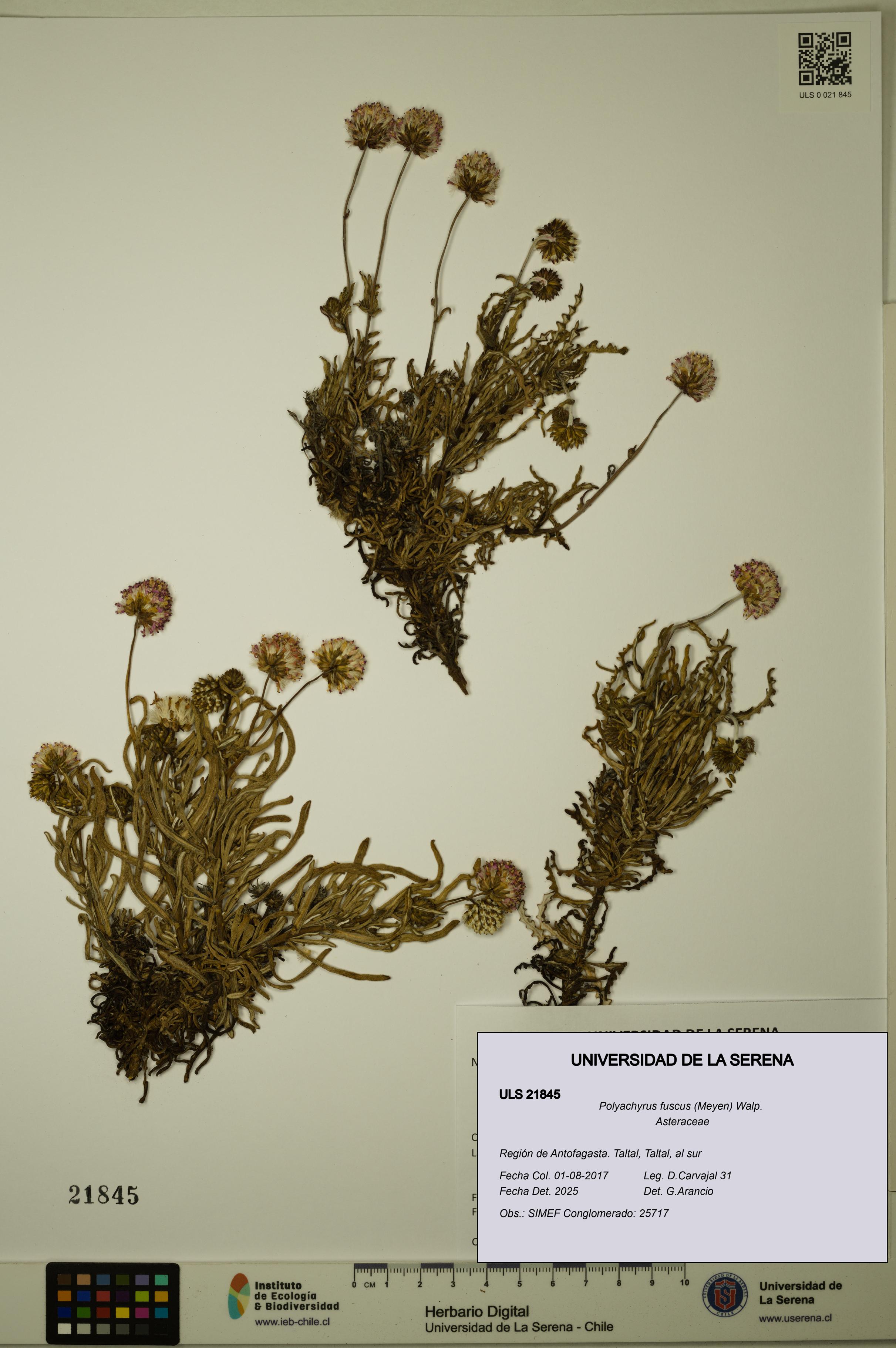 Polyachyrus fuscus [Espécimen: ULS:ULS:0021845]