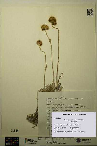 Polyachyrus cinereus [Espécimen: ULS:ULS:0021846]