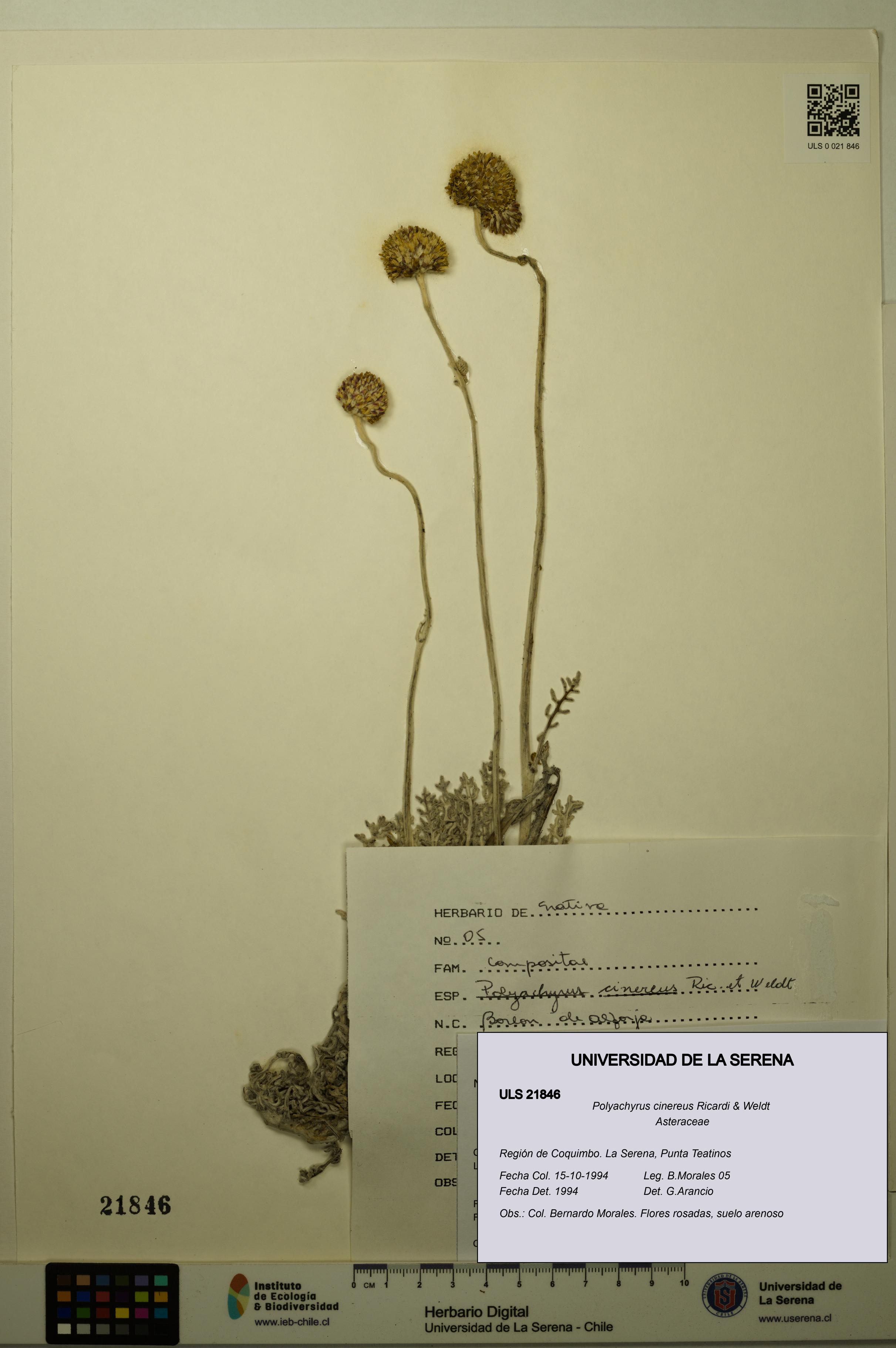 Polyachyrus cinereus [Espécimen: ULS:ULS:0021846]