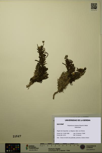Polyachyrus cinereus [Espécimen: ULS:ULS:0021847]