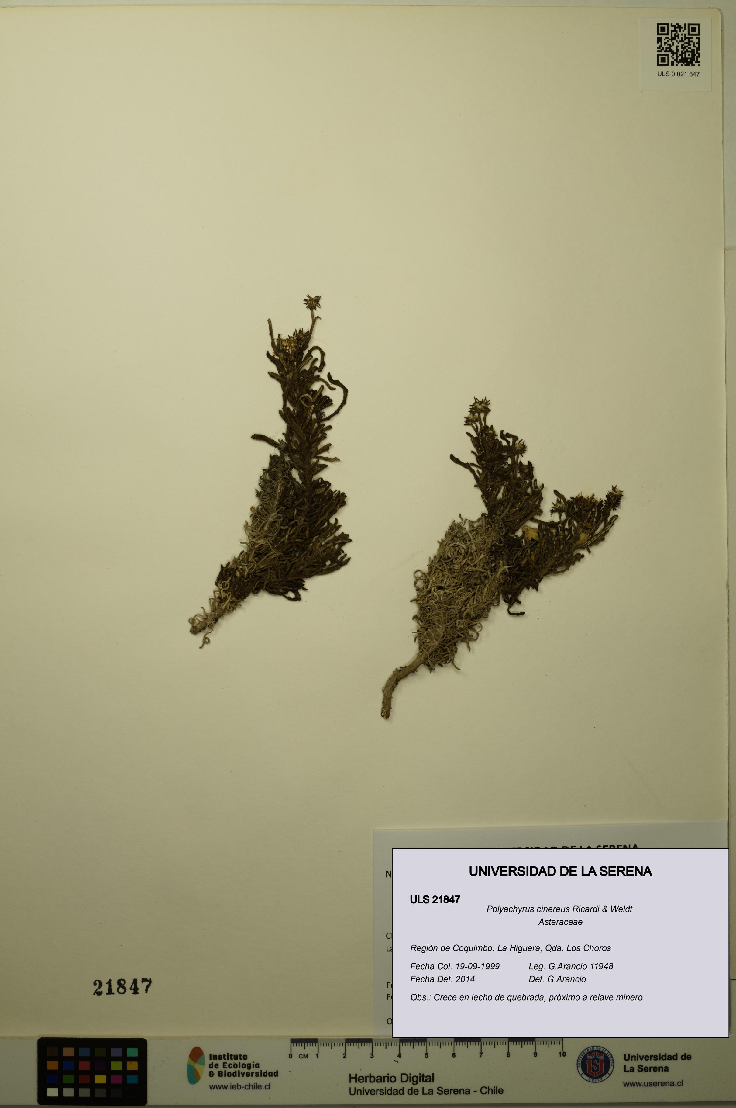 Polyachyrus cinereus [Espécimen: ULS:ULS:0021847]