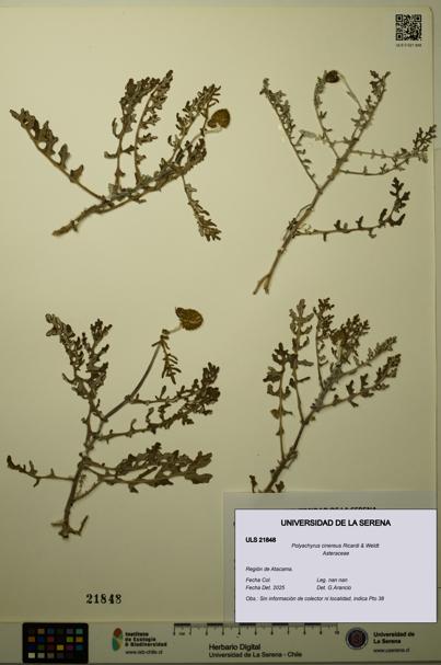 Polyachyrus cinereus [Espécimen: ULS:ULS:0021848]