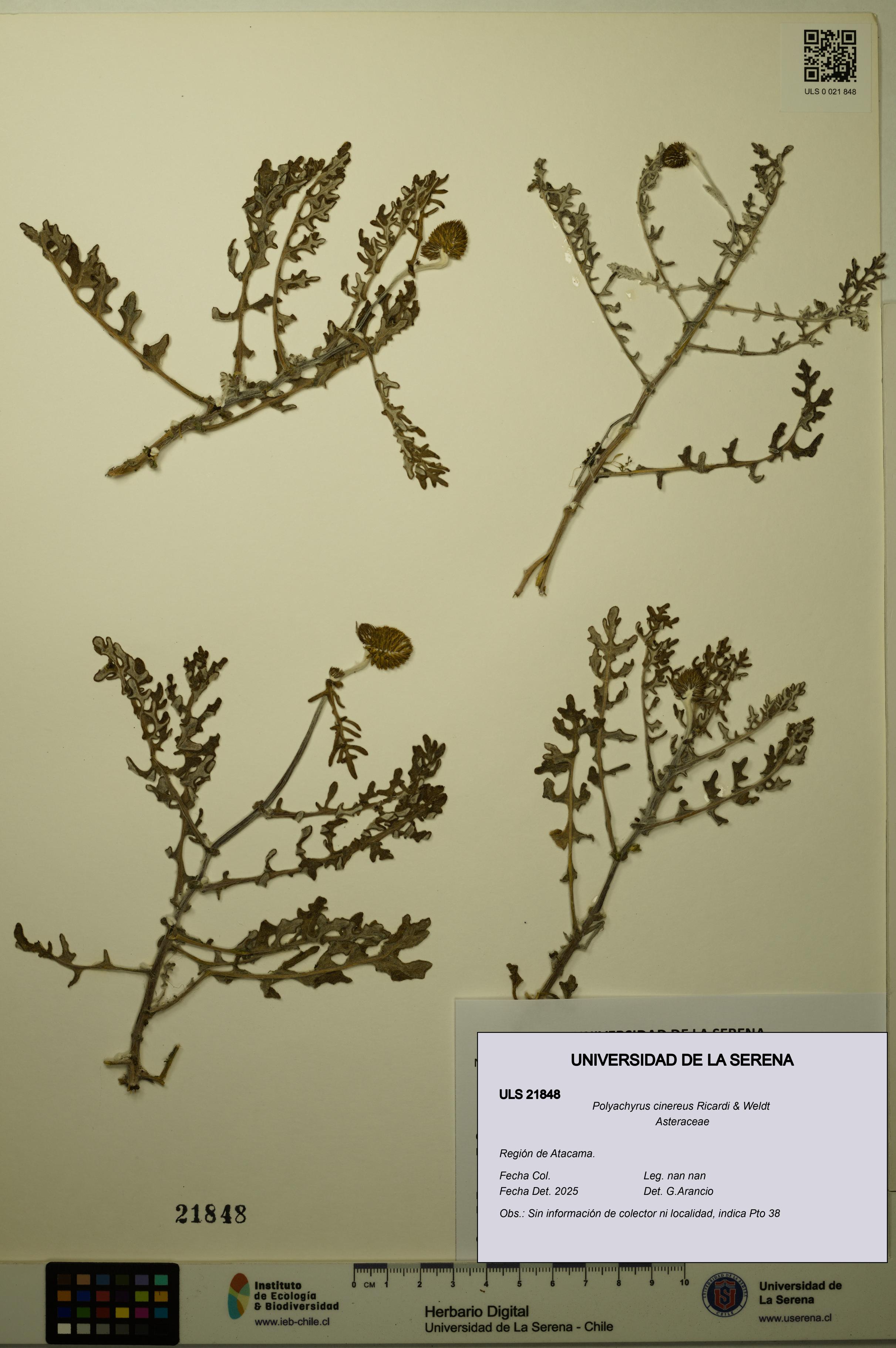 Polyachyrus cinereus [Espécimen: ULS:ULS:0021848]