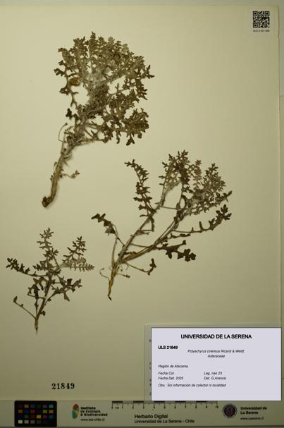 Polyachyrus cinereus [Espécimen: ULS:ULS:0021849]