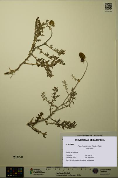 Polyachyrus cinereus [Espécimen: ULS:ULS:0021850]