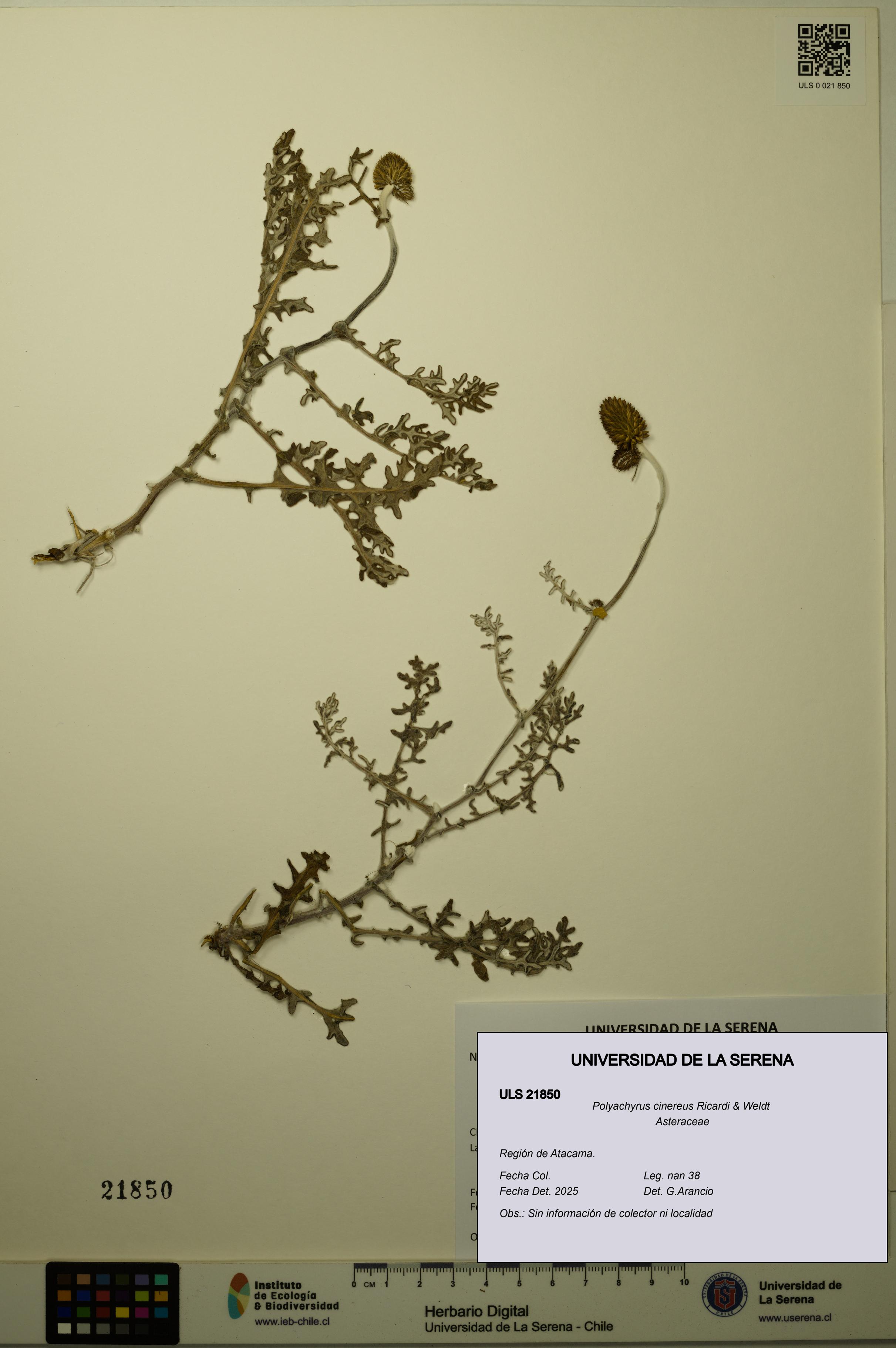 Polyachyrus cinereus [Espécimen: ULS:ULS:0021850]