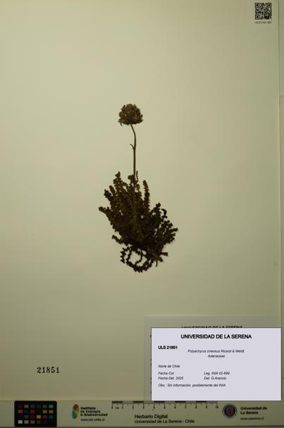 Polyachyrus cinereus [Espécimen: ULS:ULS:0021851]
