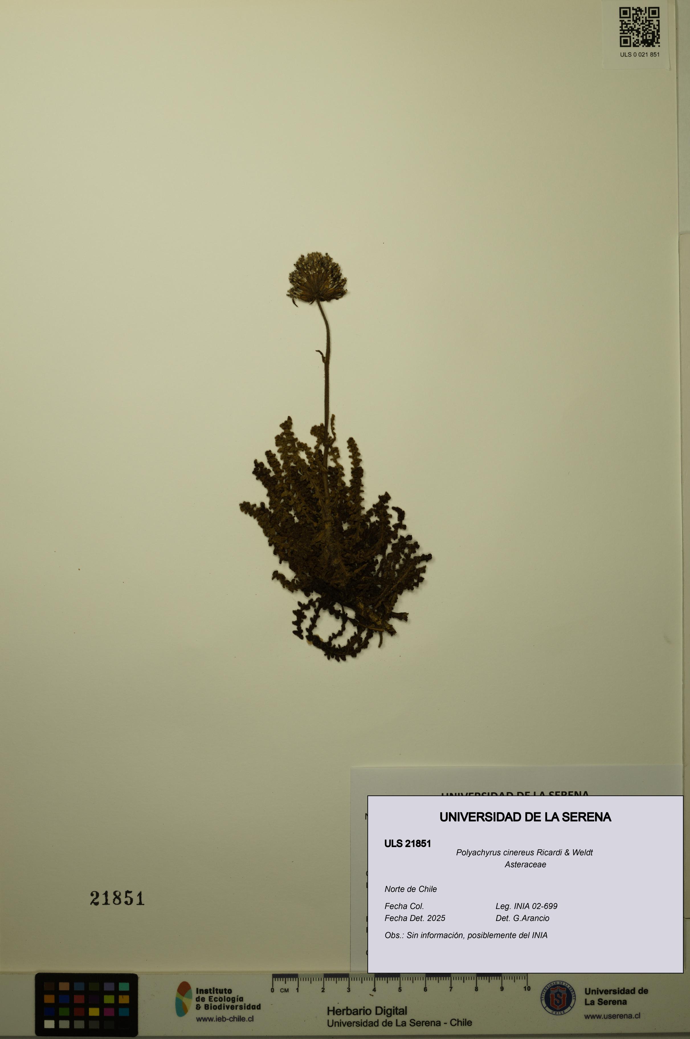Polyachyrus cinereus [Espécimen: ULS:ULS:0021851]
