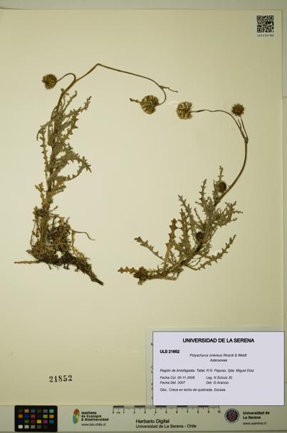 Polyachyrus cinereus [Espécimen: ULS:ULS:0021852]