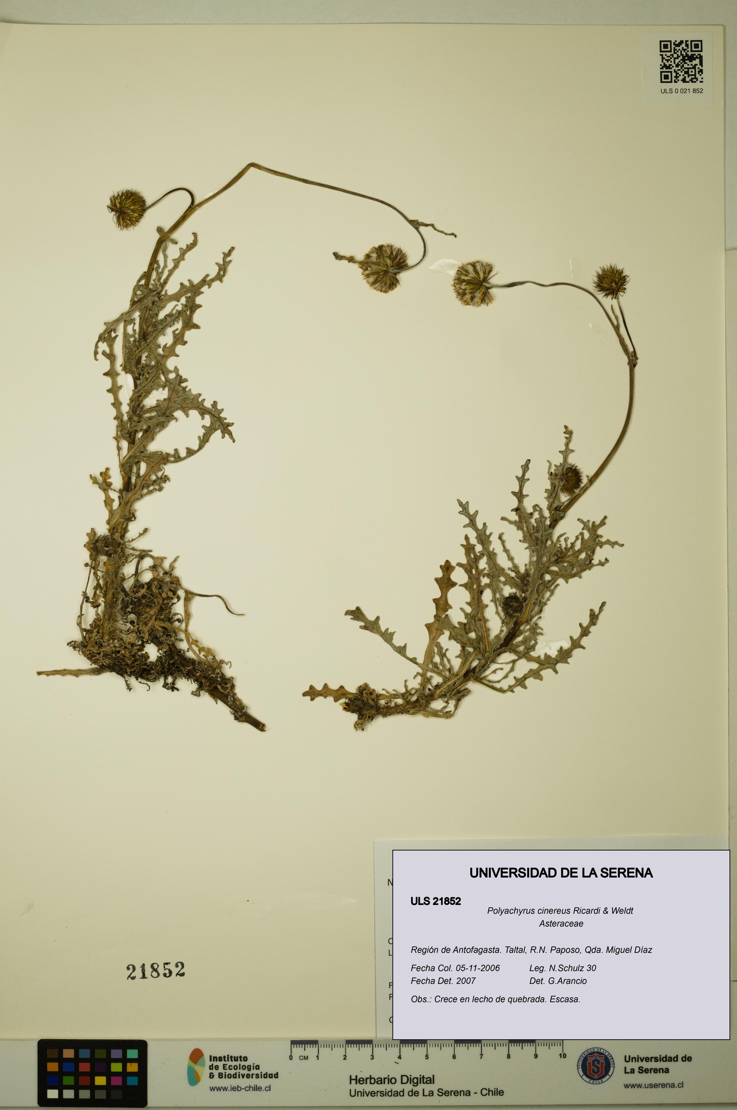 Polyachyrus cinereus [Espécimen: ULS:ULS:0021852]