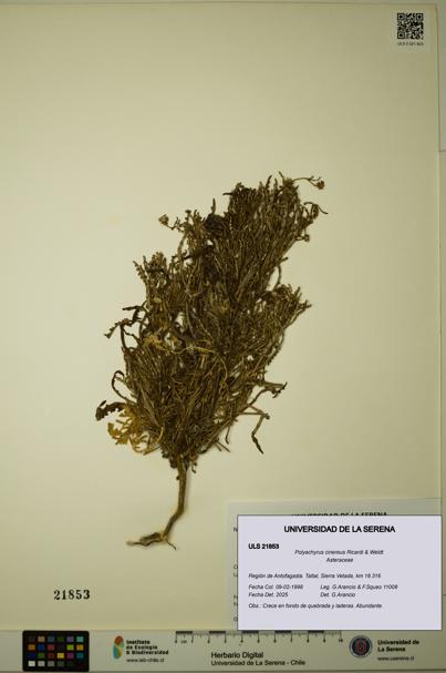 Polyachyrus cinereus [Espécimen: ULS:ULS:0021853]