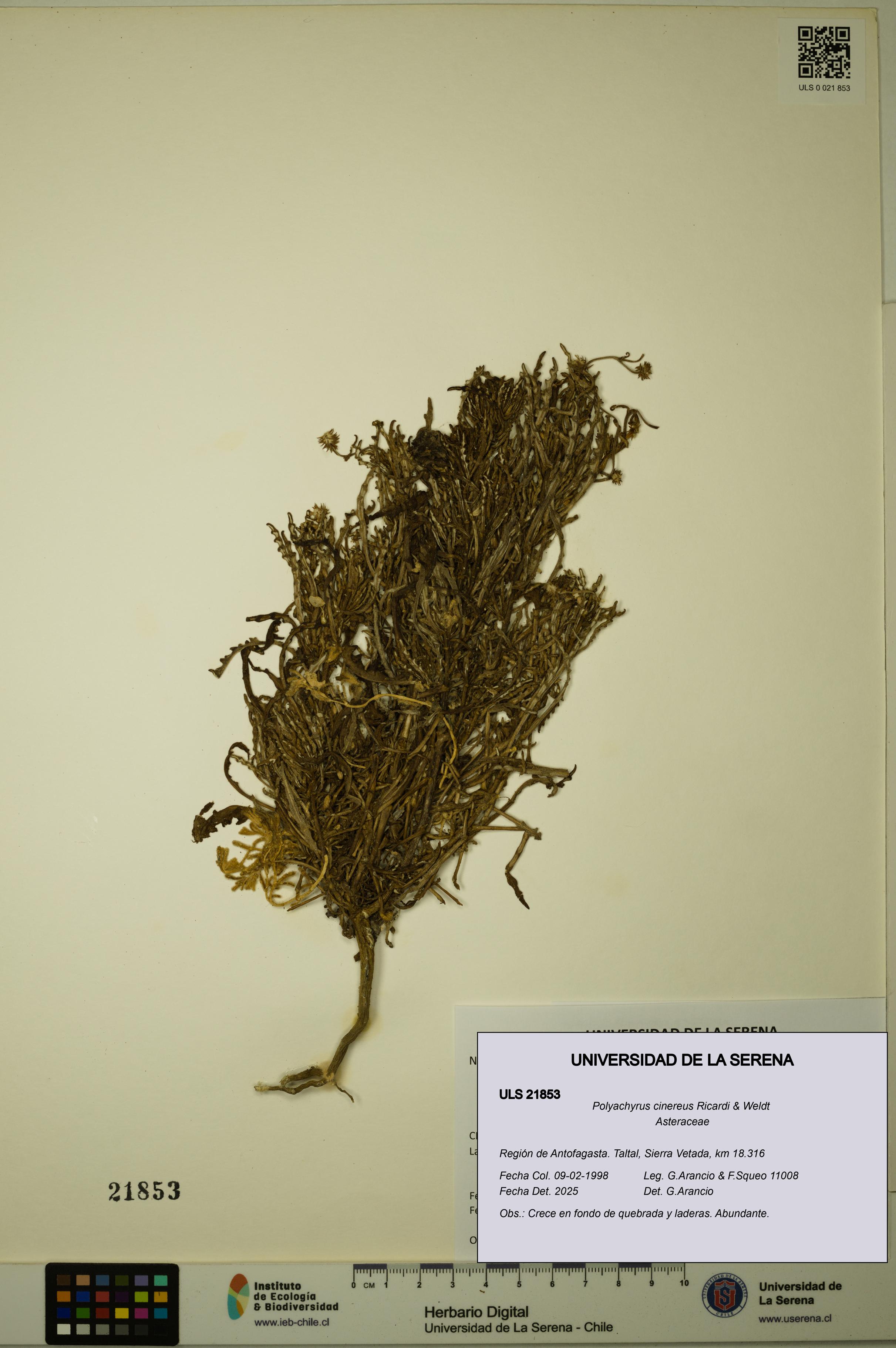 Polyachyrus cinereus [Espécimen: ULS:ULS:0021853]
