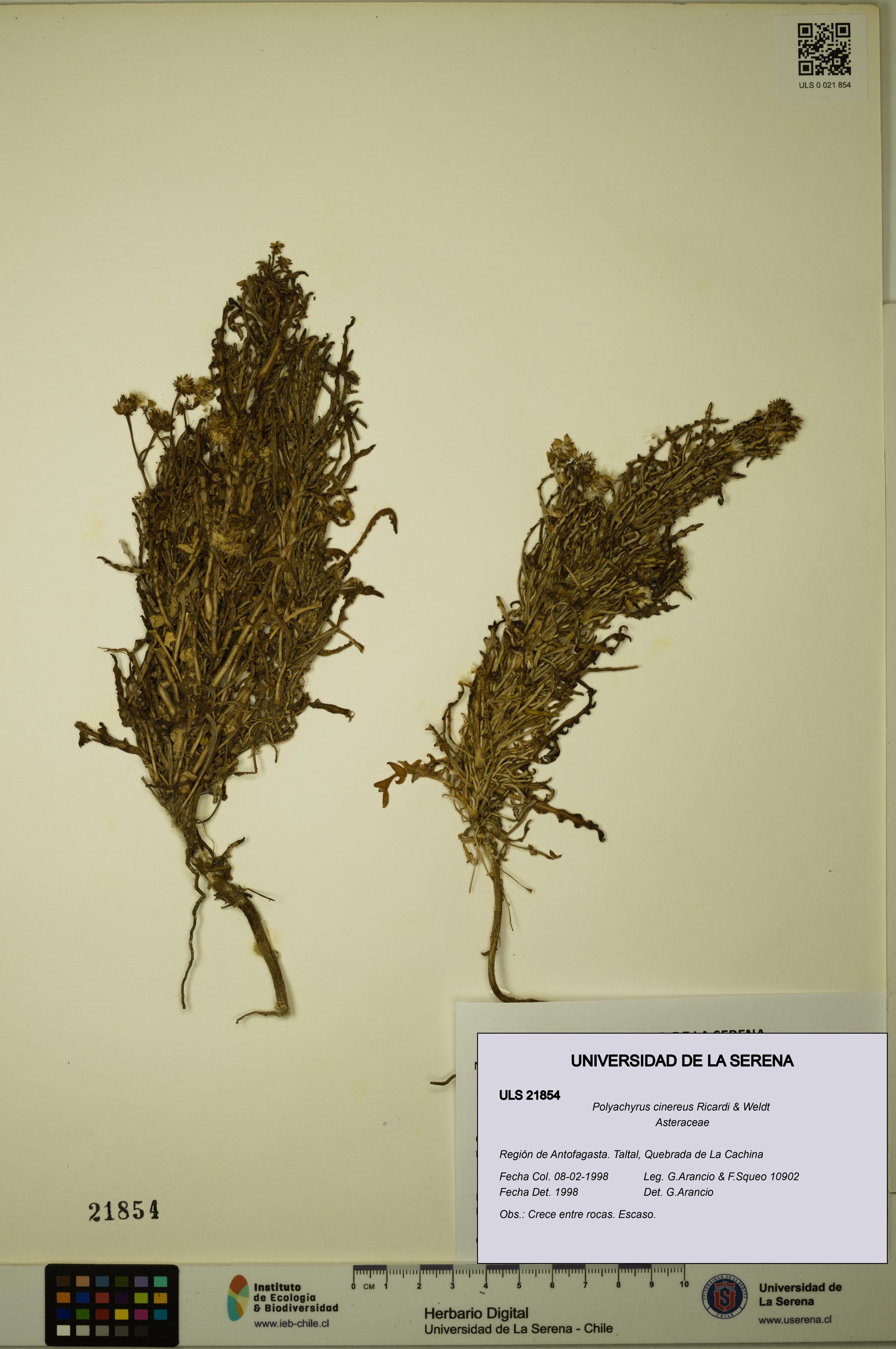 Polyachyrus cinereus [Espécimen: ULS:ULS:0021854]