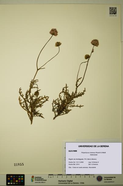 Polyachyrus cinereus [Espécimen: ULS:ULS:0021855]