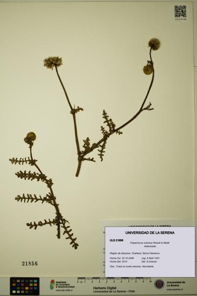 Polyachyrus cinereus [Espécimen: ULS:ULS:0021856]