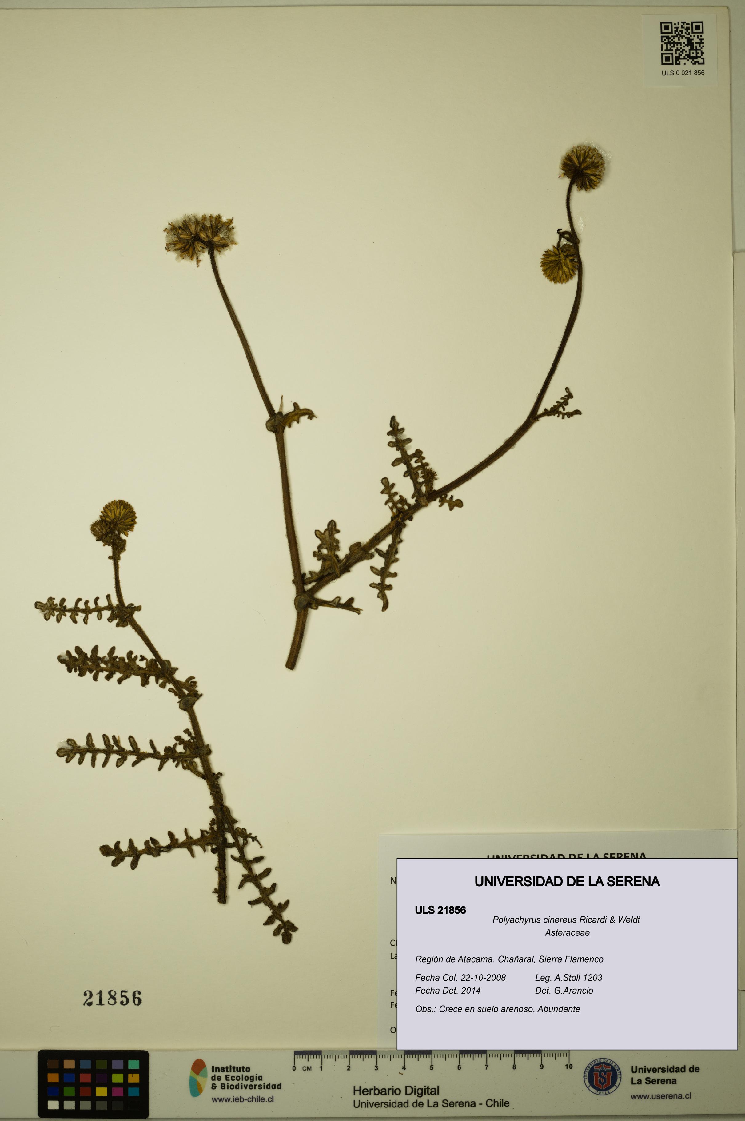 Polyachyrus cinereus [Espécimen: ULS:ULS:0021856]