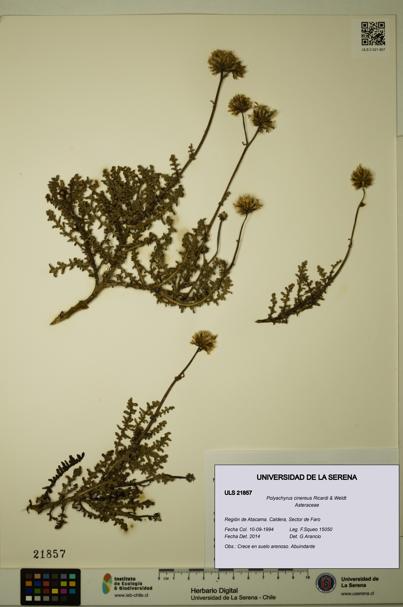 Polyachyrus cinereus [Espécimen: ULS:ULS:0021857]