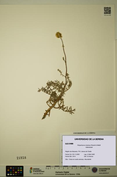 Polyachyrus cinereus [Espécimen: ULS:ULS:0021858]