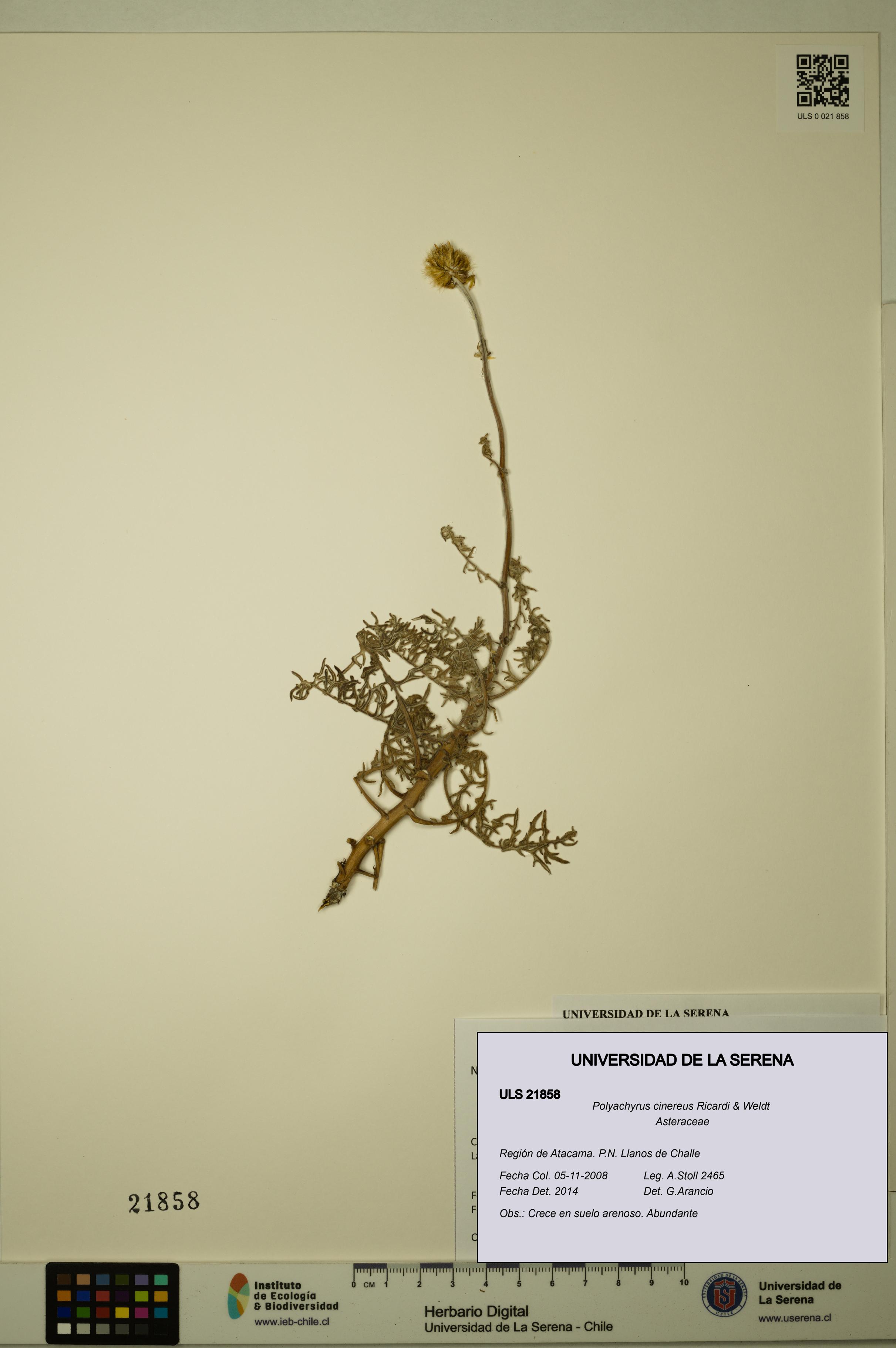 Polyachyrus cinereus [Espécimen: ULS:ULS:0021858]