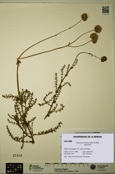 Polyachyrus cinereus [Espécimen: ULS:ULS:0021859]