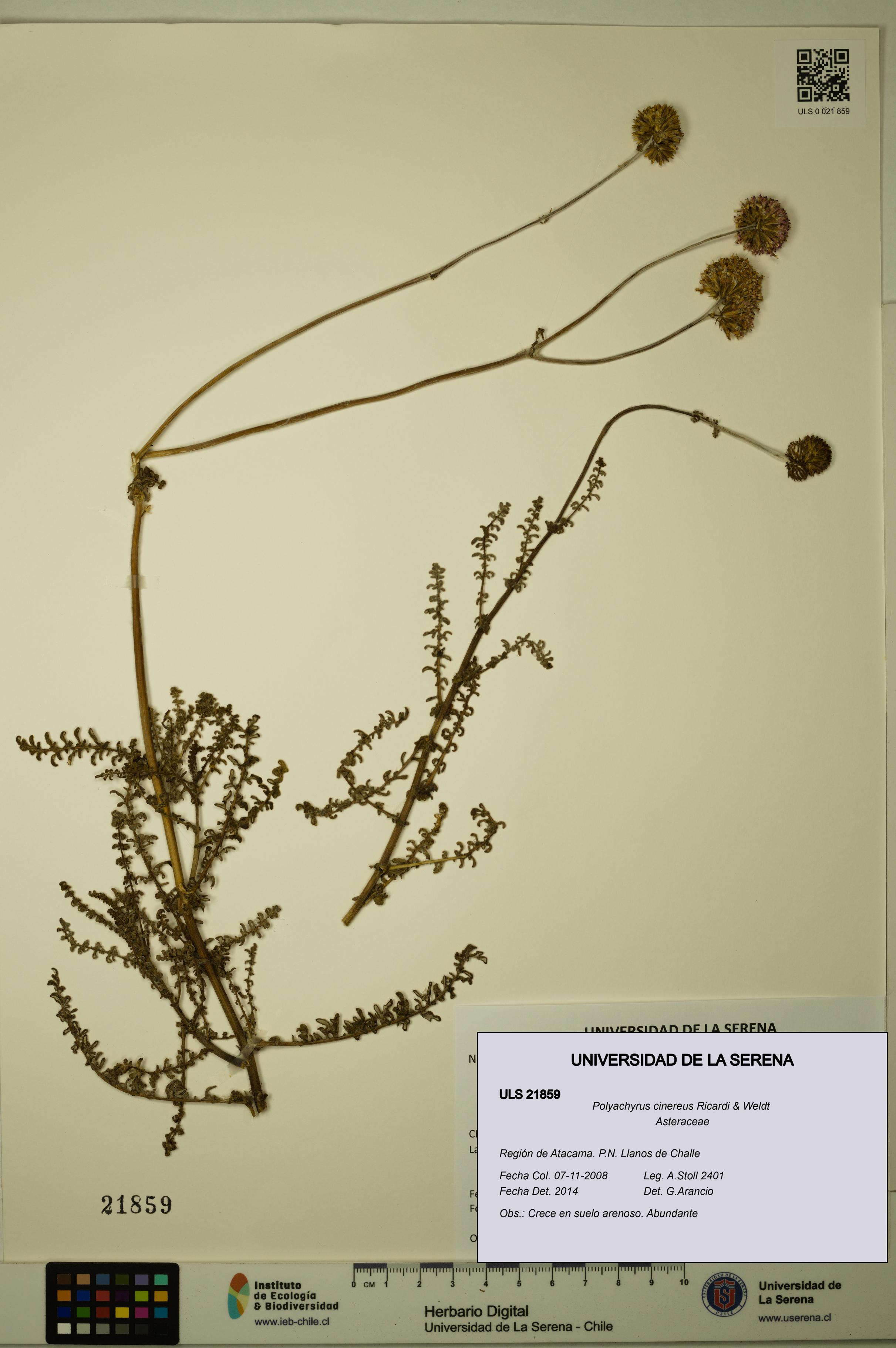 Polyachyrus cinereus [Espécimen: ULS:ULS:0021859]
