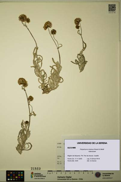 Polyachyrus cinereus [Espécimen: ULS:ULS:0021860]